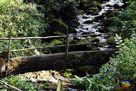 Truchas Selva Madre -San Isidro de El Guarco, Cartago-