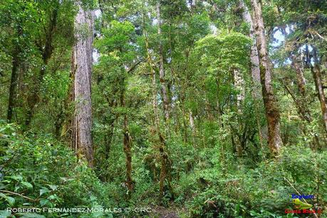 Truchas Selva Madre -San Isidro de El Guarco, Cartago-