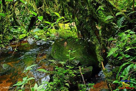 Truchas Selva Madre -San Isidro de El Guarco, Cartago-