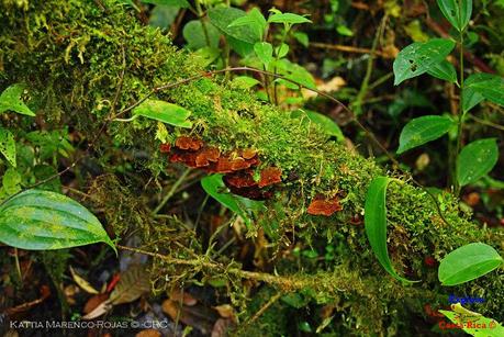 Truchas Selva Madre -San Isidro de El Guarco, Cartago-