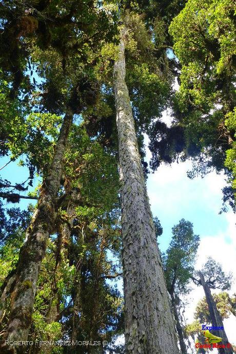 Truchas Selva Madre -San Isidro de El Guarco, Cartago-