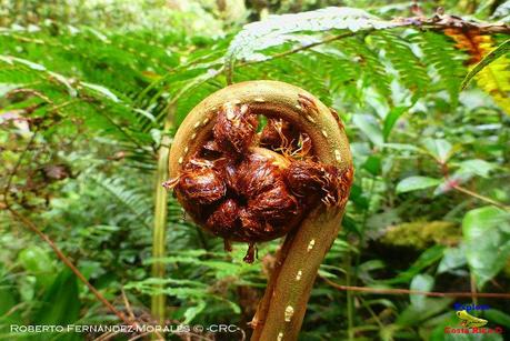 Truchas Selva Madre -San Isidro de El Guarco, Cartago-