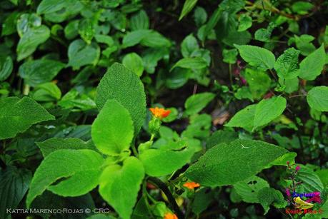 Truchas Selva Madre -San Isidro de El Guarco, Cartago-