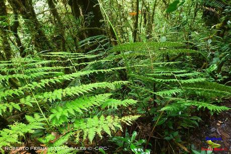 Truchas Selva Madre -San Isidro de El Guarco, Cartago-