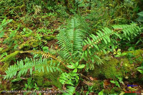 Truchas Selva Madre -San Isidro de El Guarco, Cartago-