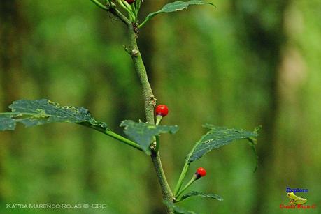 Truchas Selva Madre -San Isidro de El Guarco, Cartago-