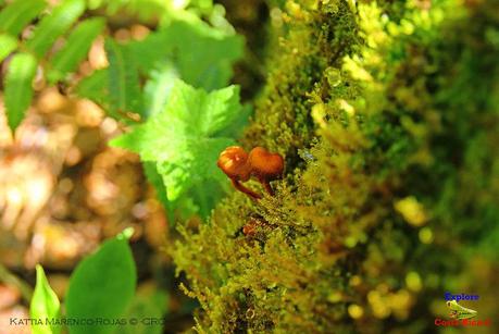 Truchas Selva Madre -San Isidro de El Guarco, Cartago-