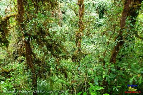 Truchas Selva Madre -San Isidro de El Guarco, Cartago-