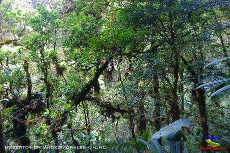 Truchas Selva Madre -San Isidro de El Guarco, Cartago-