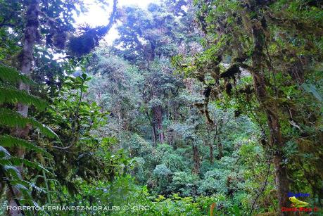 Truchas Selva Madre -San Isidro de El Guarco, Cartago-