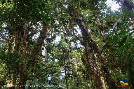 Truchas Selva Madre -San Isidro de El Guarco, Cartago-