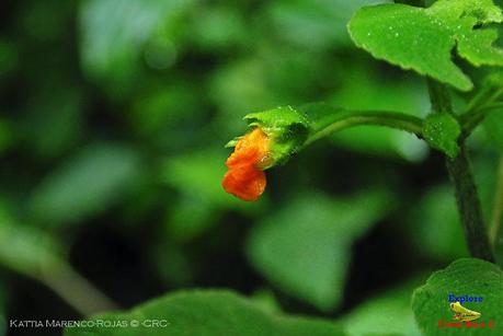 Truchas Selva Madre -San Isidro de El Guarco, Cartago-