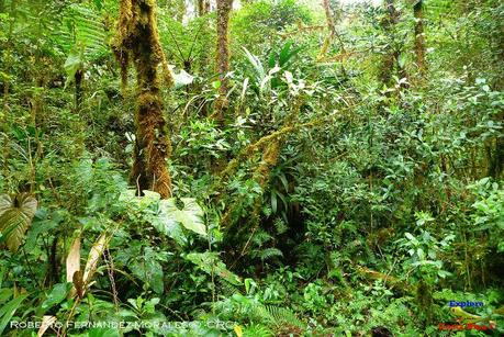 Truchas Selva Madre -San Isidro de El Guarco, Cartago-