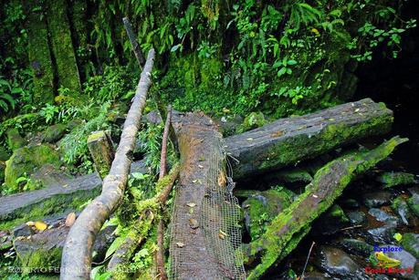 Truchas Selva Madre -San Isidro de El Guarco, Cartago-