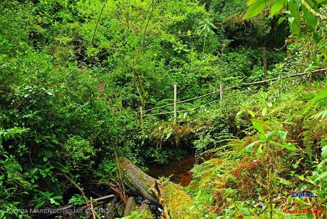 Truchas Selva Madre -San Isidro de El Guarco, Cartago-