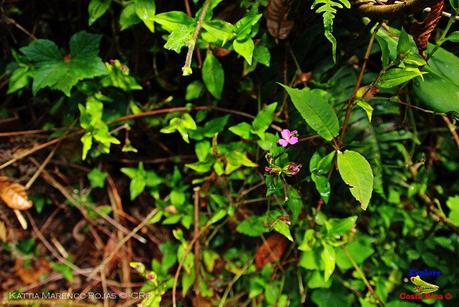 Truchas Selva Madre -San Isidro de El Guarco, Cartago-