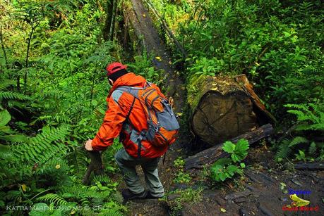 Truchas Selva Madre -San Isidro de El Guarco, Cartago-