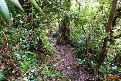 Truchas Selva Madre -San Isidro de El Guarco, Cartago-