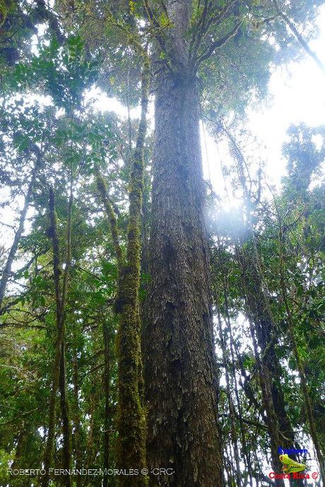 Truchas Selva Madre -San Isidro de El Guarco, Cartago-