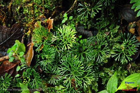 Truchas Selva Madre -San Isidro de El Guarco, Cartago-