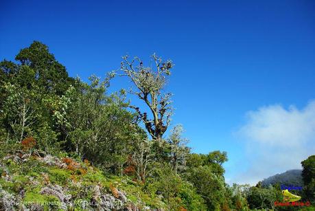 Truchas Selva Madre -San Isidro de El Guarco, Cartago-