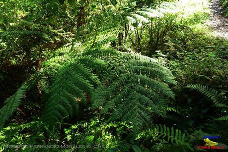 Truchas Selva Madre -San Isidro de El Guarco, Cartago-