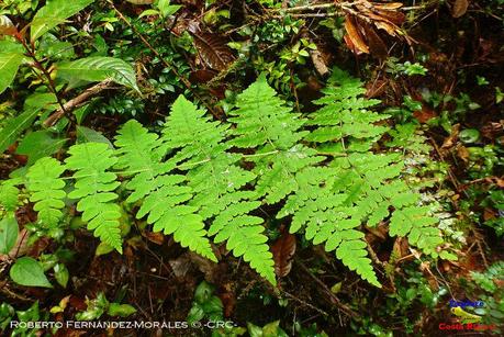 Truchas Selva Madre -San Isidro de El Guarco, Cartago-