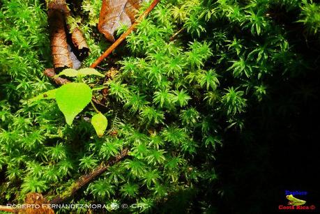 Truchas Selva Madre -San Isidro de El Guarco, Cartago-