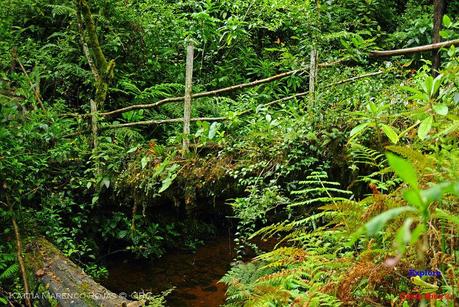 Truchas Selva Madre -San Isidro de El Guarco, Cartago-