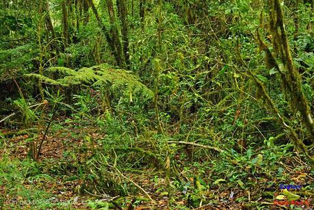 Truchas Selva Madre -San Isidro de El Guarco, Cartago-