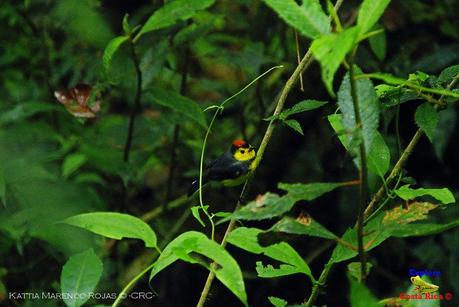 Truchas Selva Madre -San Isidro de El Guarco, Cartago-