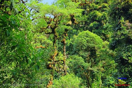 Truchas Selva Madre -San Isidro de El Guarco, Cartago-