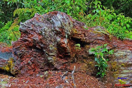 Truchas Selva Madre -San Isidro de El Guarco, Cartago-