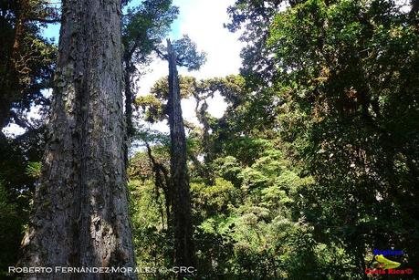 Truchas Selva Madre -San Isidro de El Guarco, Cartago-