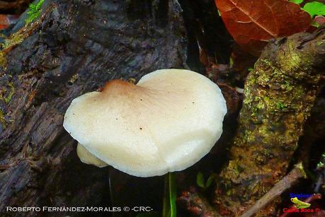 Truchas Selva Madre -San Isidro de El Guarco, Cartago-