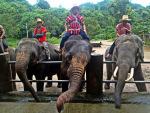 Dia 5, Safari con elefantes en Chiang Mai Dia 5, Safari con elefantes en Chiang Mai
