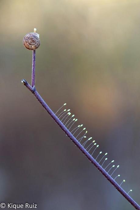Un pequeñp caracol al final de un rama que esta cubierta por unos huevos verdes de insecto que nacen de un fino hilo
