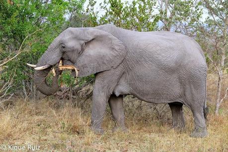 Review Canon G1X Mark II