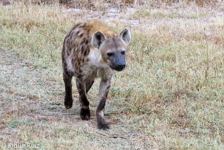 Review Canon G1X Mark II