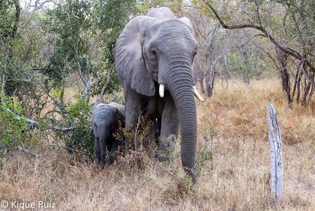 Review Canon G1X Mark II