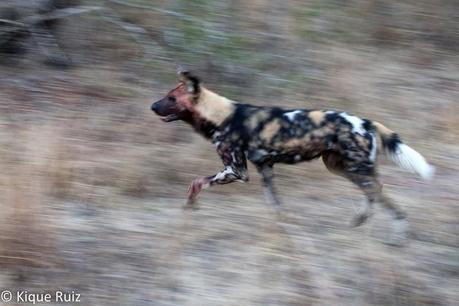 Los licaones han salido a cazar I