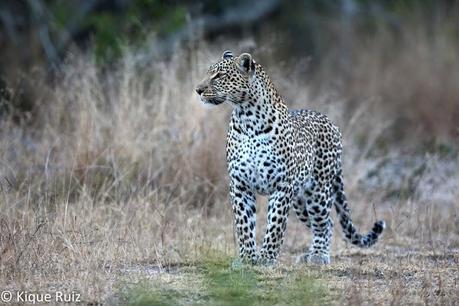 Los licaones han salido a cazar I