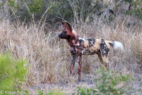 Los licaones han salido a cazar I