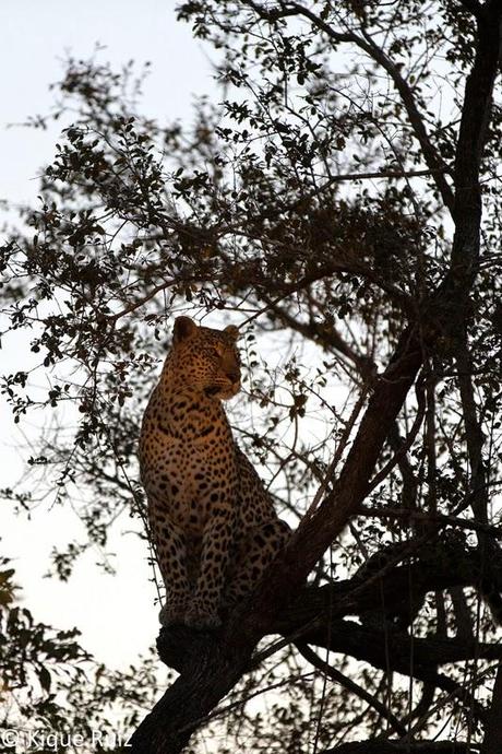 Los licaones han salido a cazar I