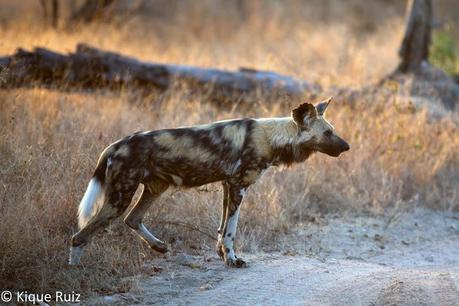 Los licaones han salido a cazar I