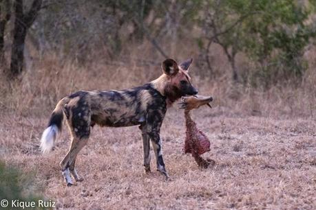 Los licaones han salido a cazar I