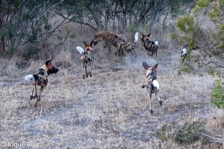 Los licaones han salido a cazar I
