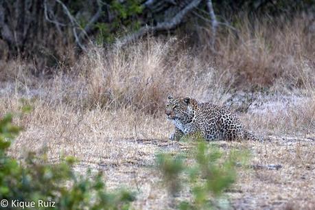 Los licaones han salido a cazar I