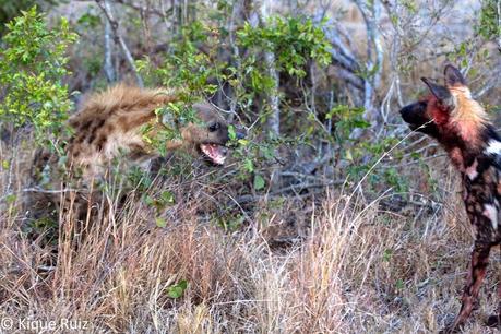Los licaones han salido a cazar I