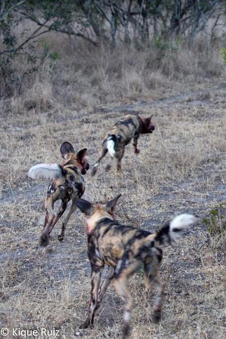 Los licaones han salido a cazar I